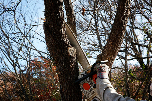 How Our Tree Care Process Works  in  Thompsonville, PA